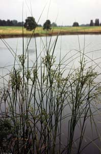 Wool Grass, Cottongrass Bulrush /
Scirpus cyperinus